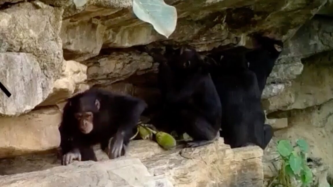 How chimps teach their kids tool tricks