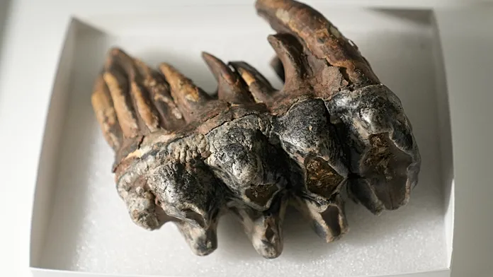A tooth from the Ice Age: Mastodon fossil found in San Francisco Bay Area